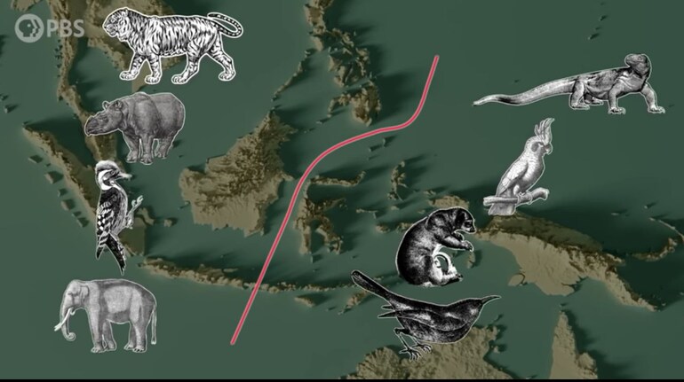 Wallace's Line: The invisible barrier what animals don't cross — Here's Why