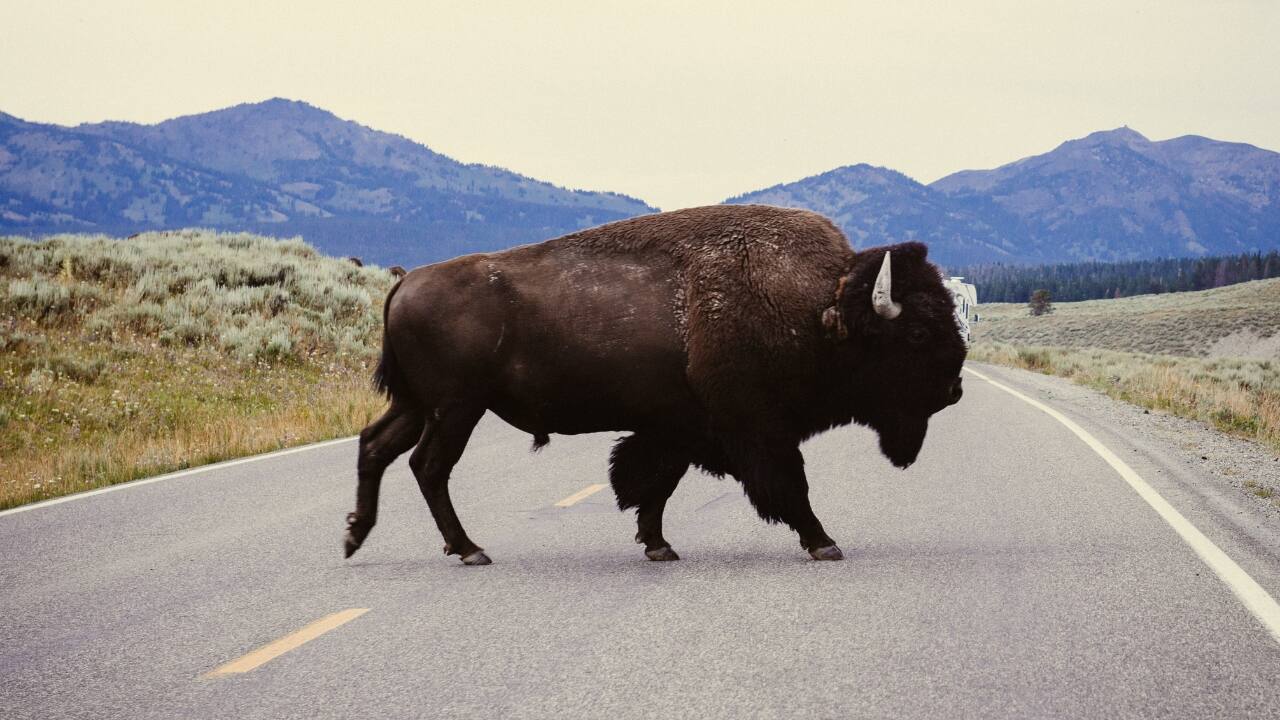1. Yellowstone National Park, USA Wildlife Spotlight: Bison, grizzly bears, wolves, elk, moose Think beyond geysers. Yellowstone’s wide-open spaces are alive with roaming bison herds, howling wolves, and grizzlies fishing by alpine rivers. This is North America’s wildlife theater in full motion. (Image: Canva) 1. Yellowstone National Park, USA Wildlife Spotlight: Bison, grizzly bears, wolves, elk, moose Think beyond geysers. Yellowstone’s wide-open spaces are alive with roaming bison herds, howling wolves, and grizzlies fishing by alpine rivers. This is North America’s wildlife theater in full motion. (Image: Canva)