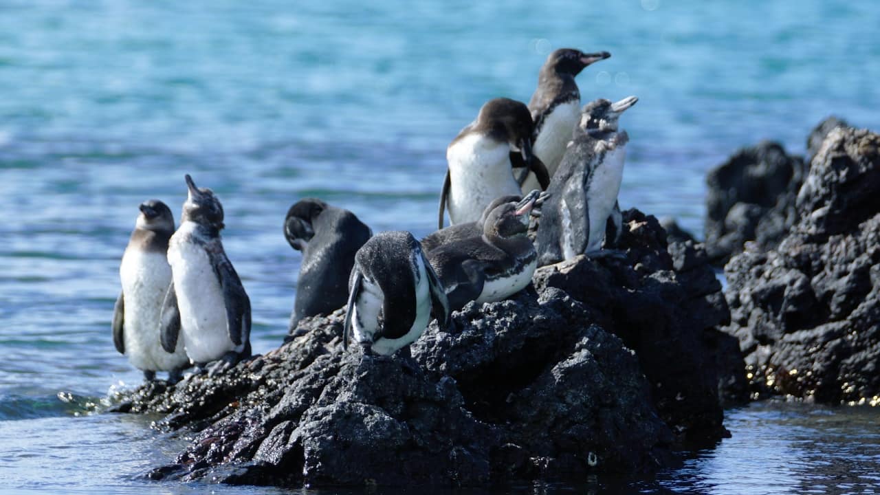2. Galápagos National Park, Ecuador Wildlife Spotlight: Giant tortoises, marine iguanas, blue-footed boobies, Galápagos penguins Isolated and otherworldly, the Galápagos Islands are nature’s laboratory. Walk beside ancient tortoises, snorkel with penguins, and marvel at creatures that exist nowhere else on Earth. (Image: Canva) 2. Galápagos National Park, Ecuador Wildlife Spotlight: Giant tortoises, marine iguanas, blue-footed boobies, Galápagos penguins Isolated and otherworldly, the Galápagos Islands are nature’s laboratory. Walk beside ancient tortoises, snorkel with penguins, and marvel at creatures that exist nowhere else on Earth. (Image: Canva)