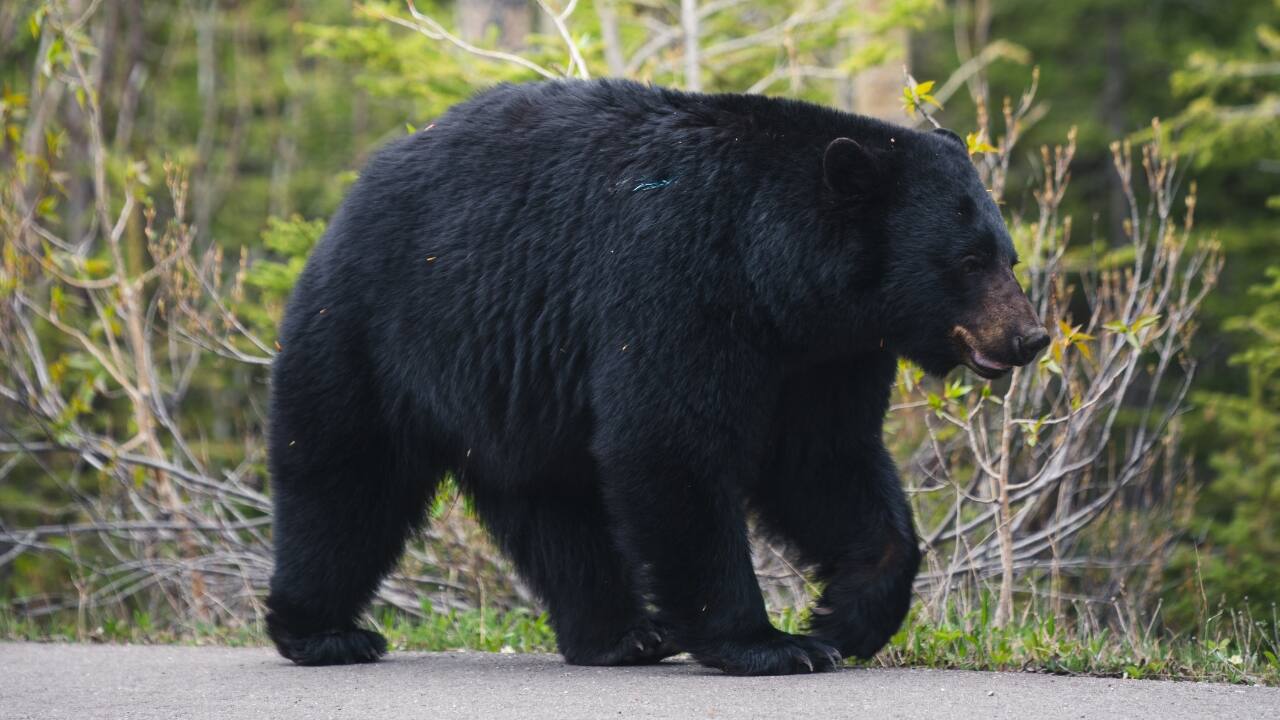 4. Banff National Park, Canada Wildlife Spotlight: Elk, bighorn sheep, grizzly bears, mountain goats Banff isn’t just postcard-perfect lakes. Peer into the treeline and you’ll find elk bugling, mountain goats navigating cliff faces, and grizzlies making their quiet rounds. (Image: Canva) 4. Banff National Park, Canada Wildlife Spotlight: Elk, bighorn sheep, grizzly bears, mountain goats Banff isn’t just postcard-perfect lakes. Peer into the treeline and you’ll find elk bugling, mountain goats navigating cliff faces, and grizzlies making their quiet rounds. (Image: Canva)