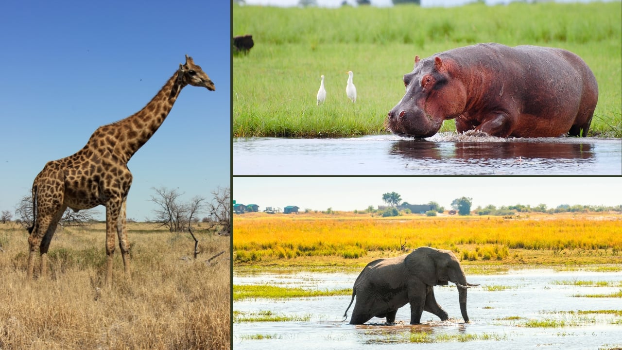 5. Chobe National Park, Botswana Wildlife Spotlight: African elephants, hippos, crocodiles Chobe isn’t about stealthy predators—it’s about sheer size. With the largest elephant herds in Africa and hippos grunting through the river, this park roars with untamed presence. (Image: Canva) 5. Chobe National Park, Botswana Wildlife Spotlight: African elephants, hippos, crocodiles Chobe isn’t about stealthy predators—it’s about sheer size. With the largest elephant herds in Africa and hippos grunting through the river, this park roars with untamed presence. (Image: Canva)