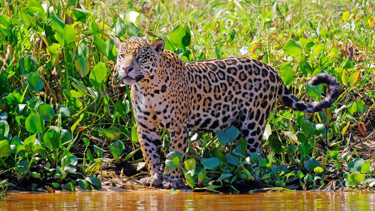 6. Pantanal Matogrossense National Park, Brazil Wildlife Spotlight: Jaguars, capybaras, caimans, giant otters, anacondas Hidden in Brazil’s wetlands, the Pantanal is jaguar territory. Spot one lounging in the shade or follow playful otters along the water. This is South America’s secret wild heart. (Image: Canva) 6. Pantanal Matogrossense National Park, Brazil Wildlife Spotlight: Jaguars, capybaras, caimans, giant otters, anacondas Hidden in Brazil’s wetlands, the Pantanal is jaguar territory. Spot one lounging in the shade or follow playful otters along the water. This is South America’s secret wild heart. (Image: Canva)