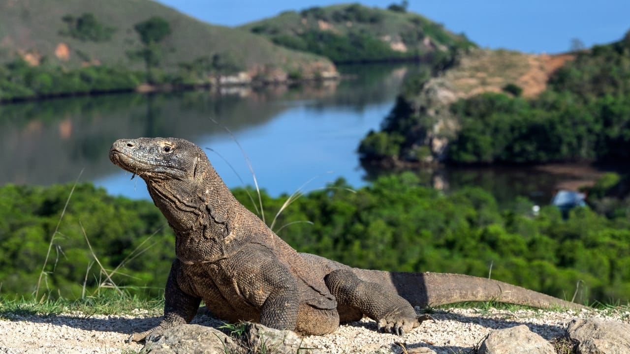 7. Komodo National Park, Indonesia Wildlife Spotlight: Komodo dragons, manta rays, wild boars, deer Dragons are real—and they roam these islands. Komodo is a prehistoric world where fierce reptiles dominate and coral reefs below teem with manta rays and vibrant marine life. (Image: Canva) 7. Komodo National Park, Indonesia Wildlife Spotlight: Komodo dragons, manta rays, wild boars, deer Dragons are real—and they roam these islands. Komodo is a prehistoric world where fierce reptiles dominate and coral reefs below teem with manta rays and vibrant marine life. (Image: Canva)