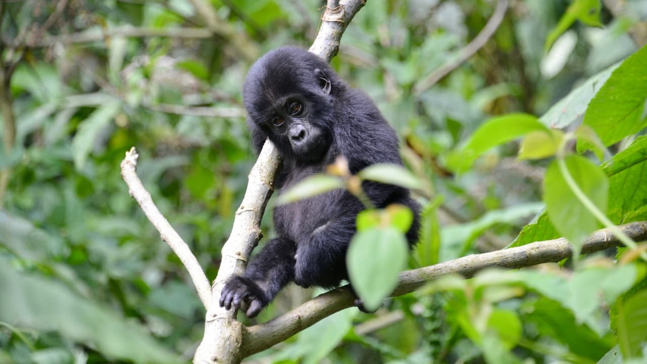 8. Bwindi Impenetrable National Park, Uganda Wildlife Spotlight: Mountain gorillas Bwindi is dense, mysterious, and unforgettable. Here, the jungle hums with life and leads you to one of the planet’s rarest encounters: standing eye to eye with a mountain gorilla. (Image: Canva) 8. Bwindi Impenetrable National Park, Uganda Wildlife Spotlight: Mountain gorillas Bwindi is dense, mysterious, and unforgettable. Here, the jungle hums with life and leads you to one of the planet’s rarest encounters: standing eye to eye with a mountain gorilla. (Image: Canva)