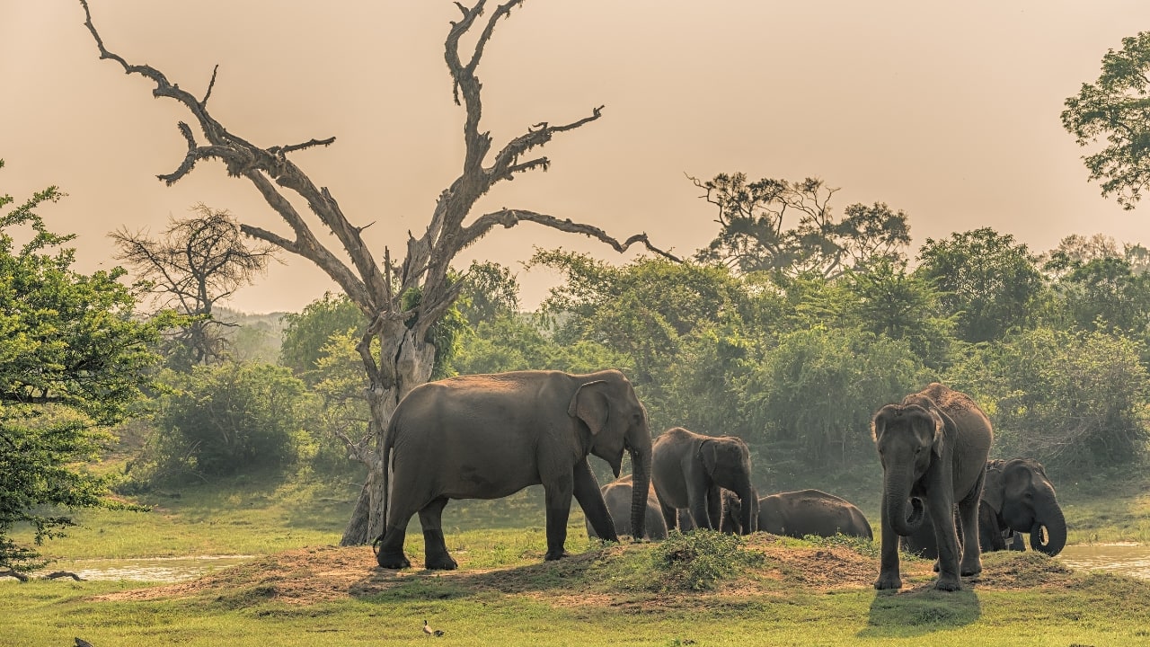 10. Yala National Park, Sri Lanka Wildlife Spotlight: Leopards, sloth bears, elephants, water buffalo While leopards may be the headline, Yala stuns with its ecological variety—from shaggy sloth bears foraging to massive tuskers bathing in dry-season lagoons. (Image: Canva) 10. Yala National Park, Sri Lanka Wildlife Spotlight: Leopards, sloth bears, elephants, water buffalo While leopards may be the headline, Yala stuns with its ecological variety—from shaggy sloth bears foraging to massive tuskers bathing in dry-season lagoons. (Image: Canva)