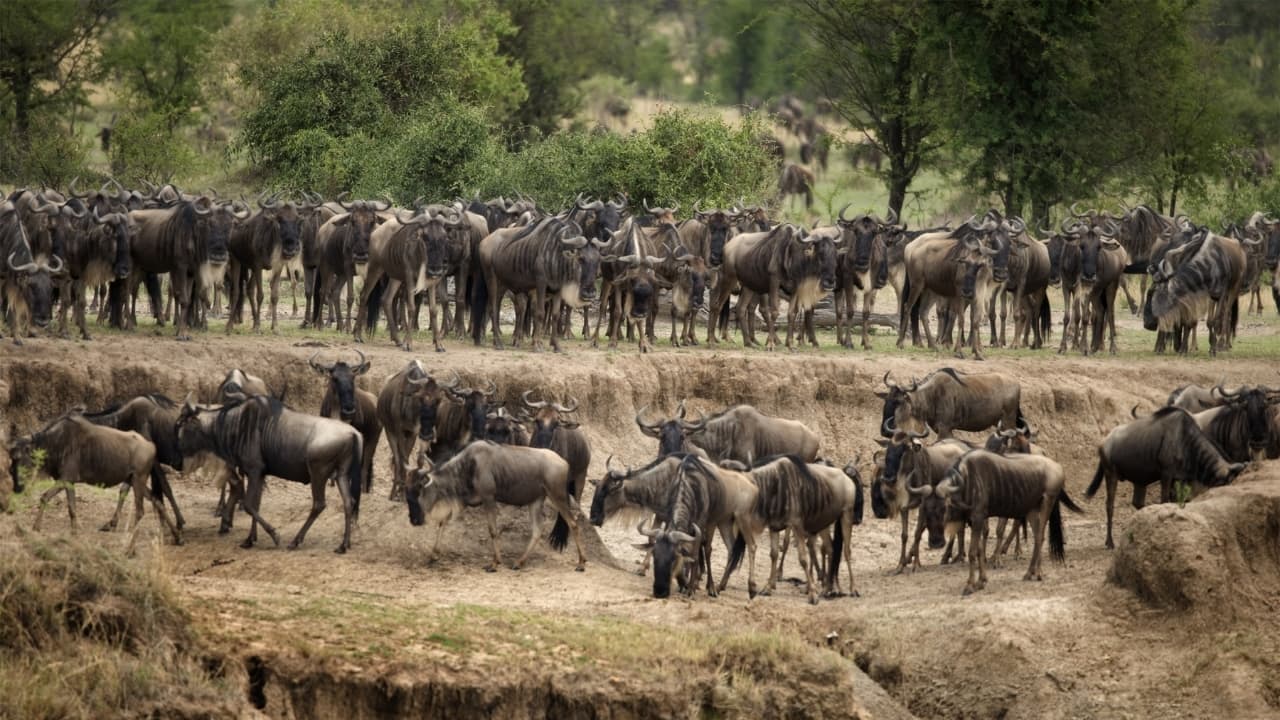 11. Serengeti National Park, Tanzania Wildlife Spotlight: Wildebeest, zebras, cheetahs, hyenas This is nature’s greatest show. Watch vast herds of wildebeest and zebras thunder across the plains, chased by cheetahs, surrounded by opportunistic hyenas. It’s raw, unscripted drama. (Image: Canva) 11. Serengeti National Park, Tanzania Wildlife Spotlight: Wildebeest, zebras, cheetahs, hyenas This is nature’s greatest show. Watch vast herds of wildebeest and zebras thunder across the plains, chased by cheetahs, surrounded by opportunistic hyenas. It’s raw, unscripted drama. (Image: Canva)