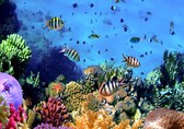 Fish ‘beauty salons’ may help shape reef microbial life — Here’s how