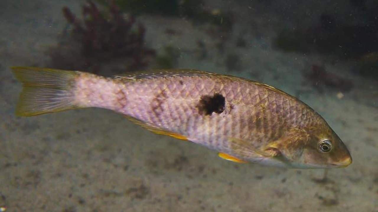 From female to alpha: Sex-changing fish quick to assert dominance in minutes
