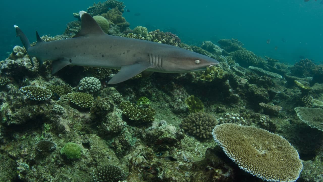 1. Beqa Lagoon, Fiji Fiji’s Beqa Lagoon is a renowned hotspot for shark diving, offering close encounters with bull sharks, tiger sharks, and reef sharks. The local operators emphasize safety and conservation, making it a favorite destination for divers seeking adrenaline-fueled adventures in tropical waters. (Image: Canva) 1. Beqa Lagoon, Fiji Fiji’s Beqa Lagoon is a renowned hotspot for shark diving, offering close encounters with bull sharks, tiger sharks, and reef sharks. The local operators emphasize safety and conservation, making it a favorite destination for divers seeking adrenaline-fueled adventures in tropical waters. (Image: Canva)