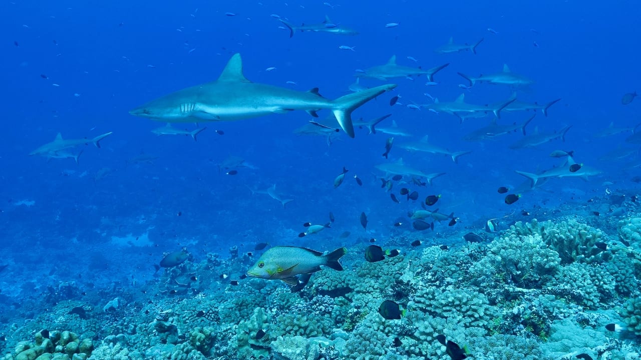 2. Fakarava, French Polynesia A UNESCO Biosphere Reserve, Fakarava is famous for its large schools of grey reef sharks. The channel passes offer spectacular visibility and the chance to see sharks in large numbers cruising the crystal-clear waters of this remote atoll. (Image: Canva) 2. Fakarava, French Polynesia A UNESCO Biosphere Reserve, Fakarava is famous for its large schools of grey reef sharks. The channel passes offer spectacular visibility and the chance to see sharks in large numbers cruising the crystal-clear waters of this remote atoll. (Image: Canva)