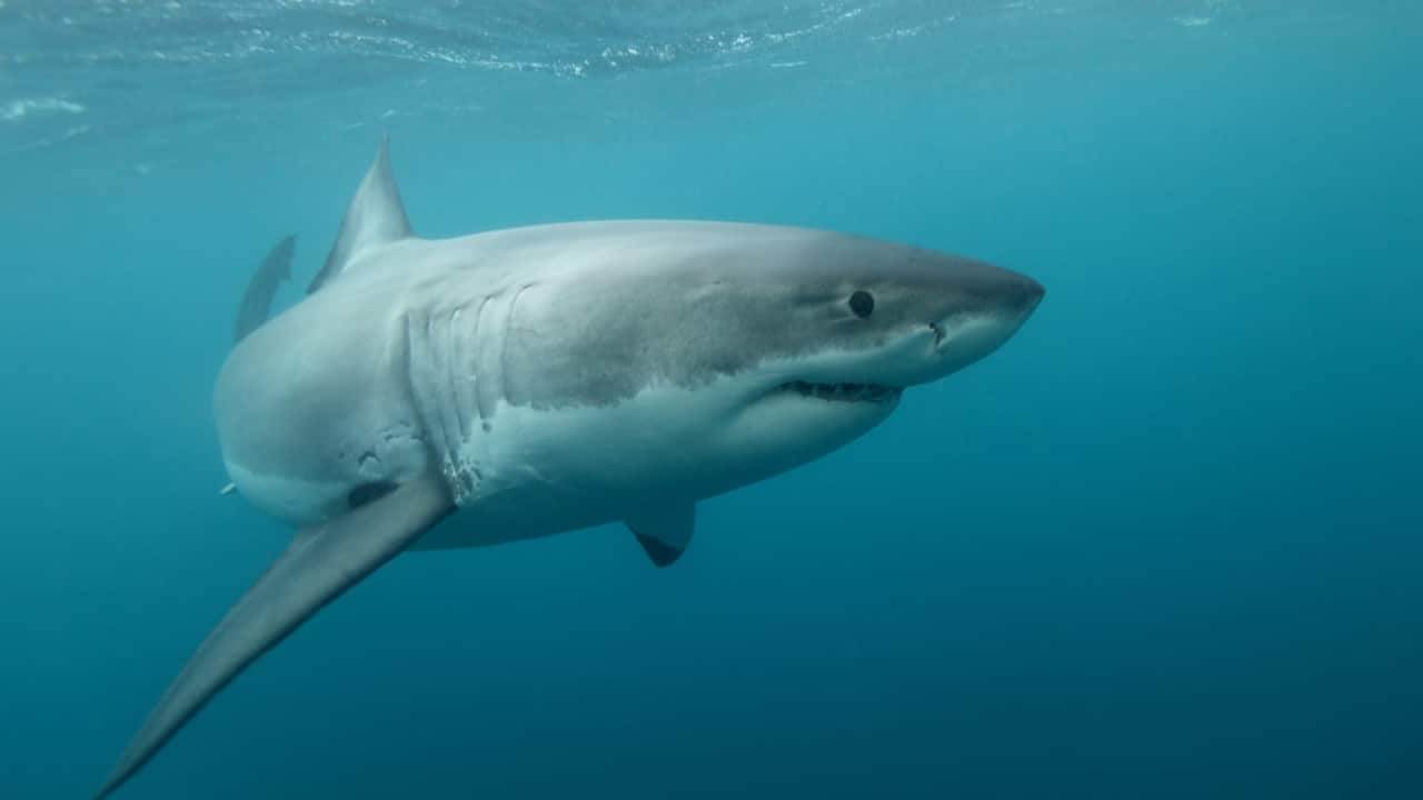 3. Neptune Islands, Australia Located off the coast of South Australia, the Neptune Islands are famous for their great white shark cage diving experiences. Visitors can witness thrilling breaching behavior as these apex predators hunt seals close to the rocky shorelines. (Image: Canva) 3. Neptune Islands, Australia Located off the coast of South Australia, the Neptune Islands are famous for their great white shark cage diving experiences. Visitors can witness thrilling breaching behavior as these apex predators hunt seals close to the rocky shorelines. (Image: Canva)