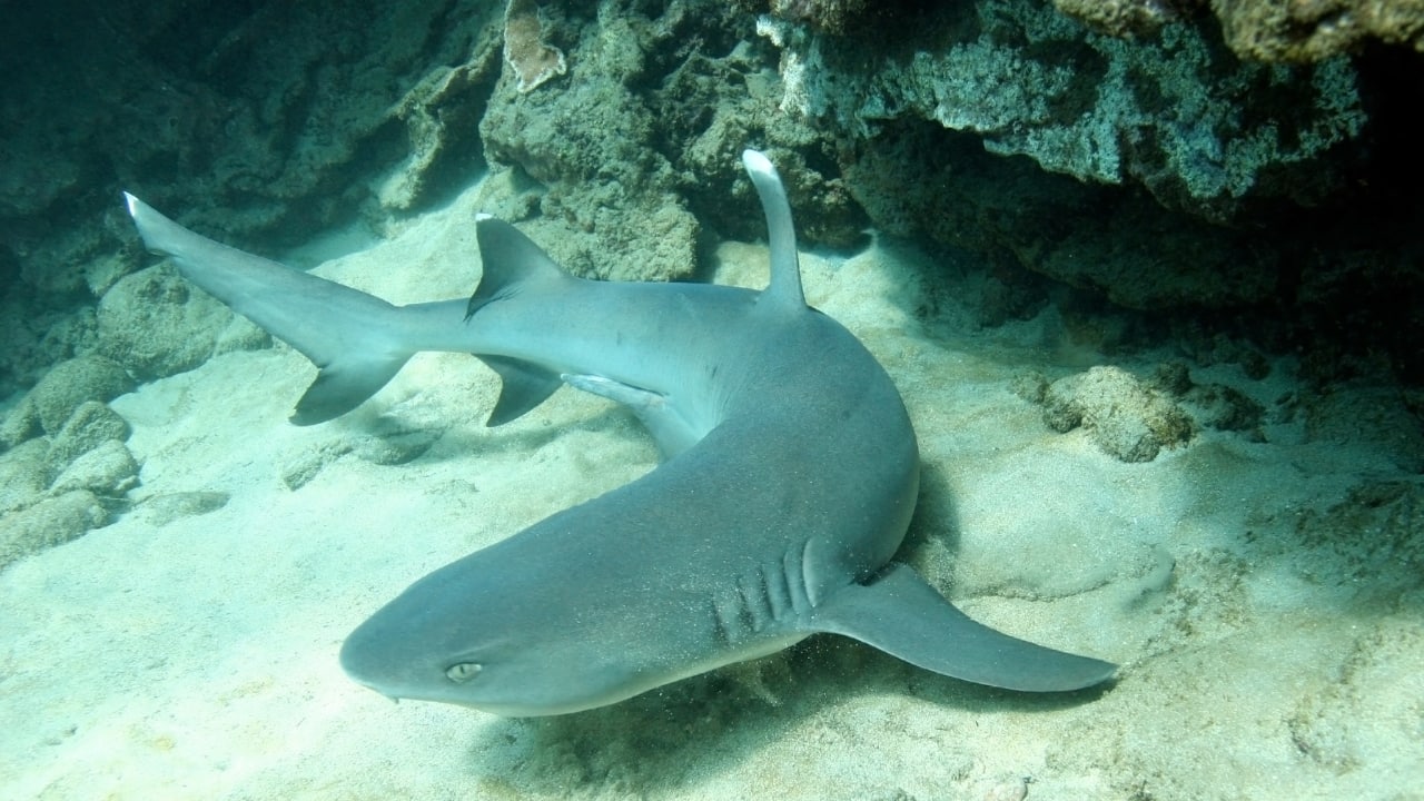 8. Maui, Hawaii Maui’s waters are well-known for tiger sharks. Many local dive tours and night dives provide opportunities to witness these impressive sharks in their natural habitat near the island’s western shores. (Image: Canva) 8. Maui, Hawaii Maui’s waters are well-known for tiger sharks. Many local dive tours and night dives provide opportunities to witness these impressive sharks in their natural habitat near the island’s western shores. (Image: Canva)