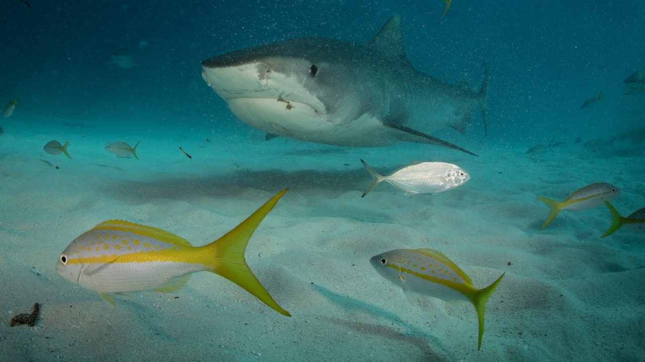 10. Tiger Beach, Bahamas Tiger Beach offers one of the best experiences for seeing tiger sharks in shallow, clear waters. Its accessibility from Nassau makes it a favorite among shark diving enthusiasts looking for thrilling close encounters. (Image: Canva) 10. Tiger Beach, Bahamas Tiger Beach offers one of the best experiences for seeing tiger sharks in shallow, clear waters. Its accessibility from Nassau makes it a favorite among shark diving enthusiasts looking for thrilling close encounters. (Image: Canva)