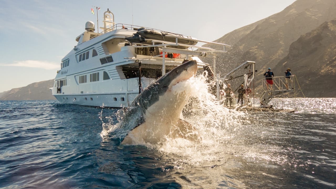 Top 10 Ultimate Shark Spotting Destinations