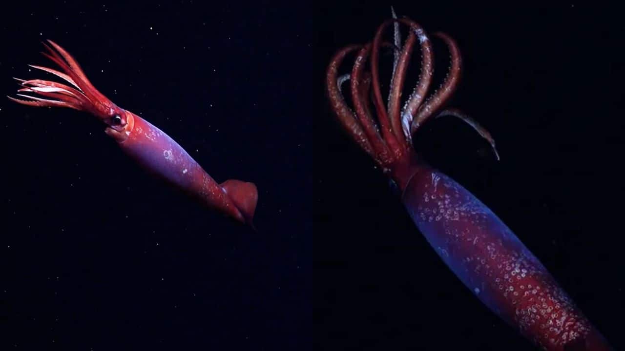 Chilling video shows rare blood-red squid captured alive on camera for the first time