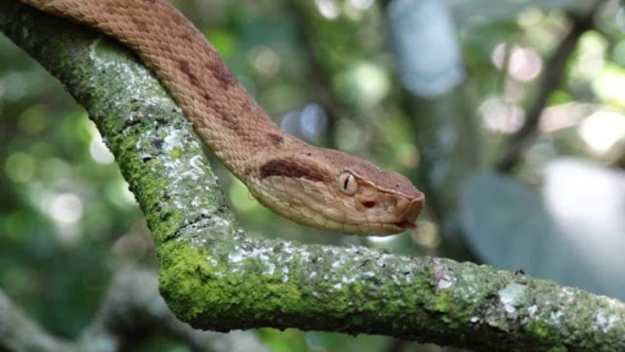 (Image: X/ @BiodiversidadeB)