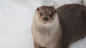 Kashmir's Long-Lost Eurasian Otter Spotted After 30 Years (Image: Canva)