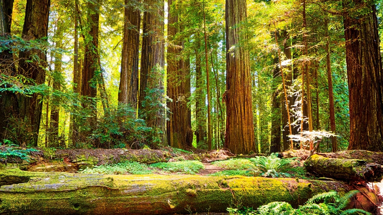 3. Redwood National and State Parks, USA Home to the tallest trees on Earth, California’s redwood forests are a humbling experience. Walk among towering giants, enjoy coastal views, and discover diverse wildlife in this protected natural area. (Image: Canva)