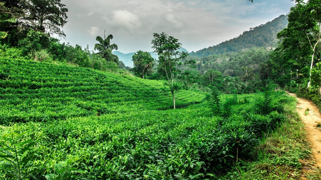 9. Sinharaja Forest Reserve, Sri Lanka A UNESCO Biosphere Reserve, Sinharaja is a tropical rainforest rich in endemic species. Its dense canopy and crystal-clear streams provide a magical backdrop for trekking and birdwatching in Sri Lanka. (Image: Canva)