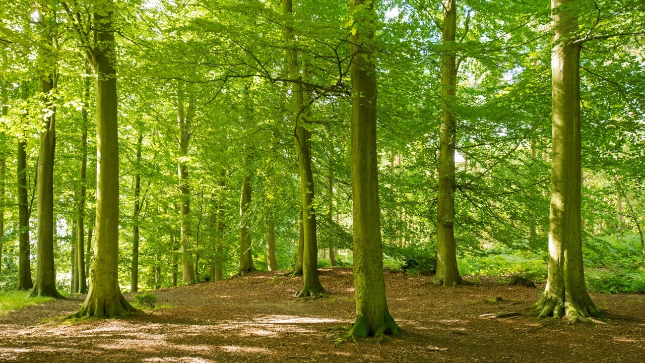 10. Sherwood Forest, England Legendary home of Robin Hood, Sherwood Forest offers ancient oaks, tranquil walks, and a rich historical atmosphere. This iconic English forest is perfect for cultural exploration combined with natural beauty. (Image: Canva)