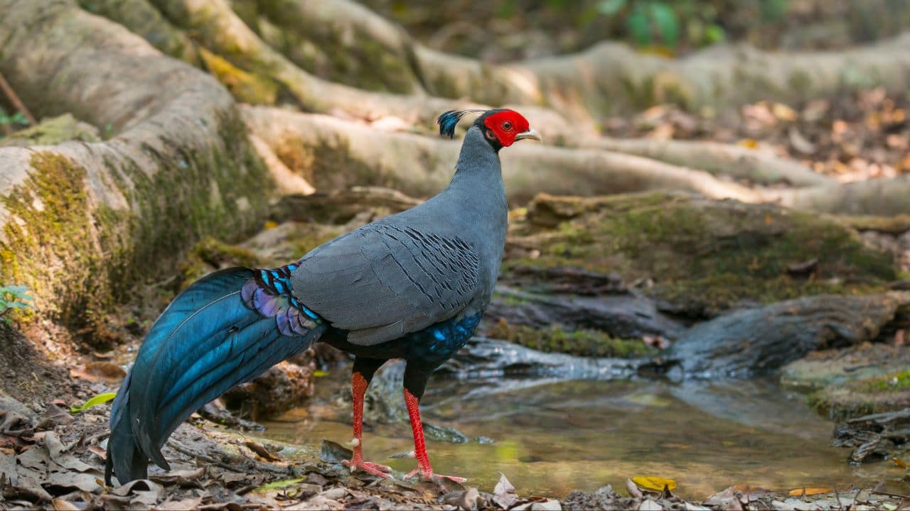 Thailand’s national bird, the Siamese Fireback, spotted for the first time in Ranikhet, Uttarakhand