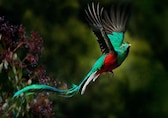 10 Most Beautiful, Eye-Catching, and Colourful Birds of the Wild