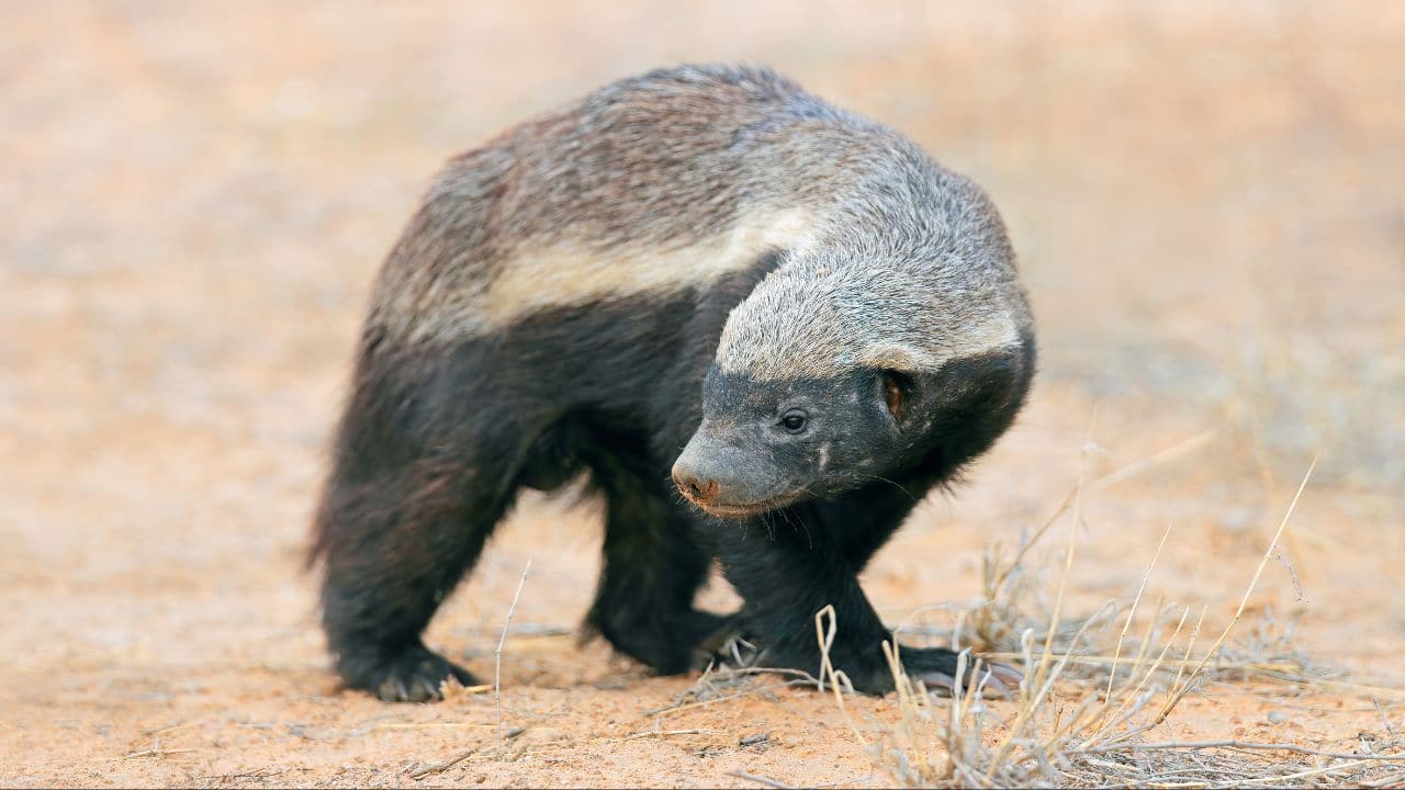 10 Fearless Snake-Hunting Animals You Won’t Believe Exist 10 Fearless Snake-Hunting Animals You Won’t Believe Exist