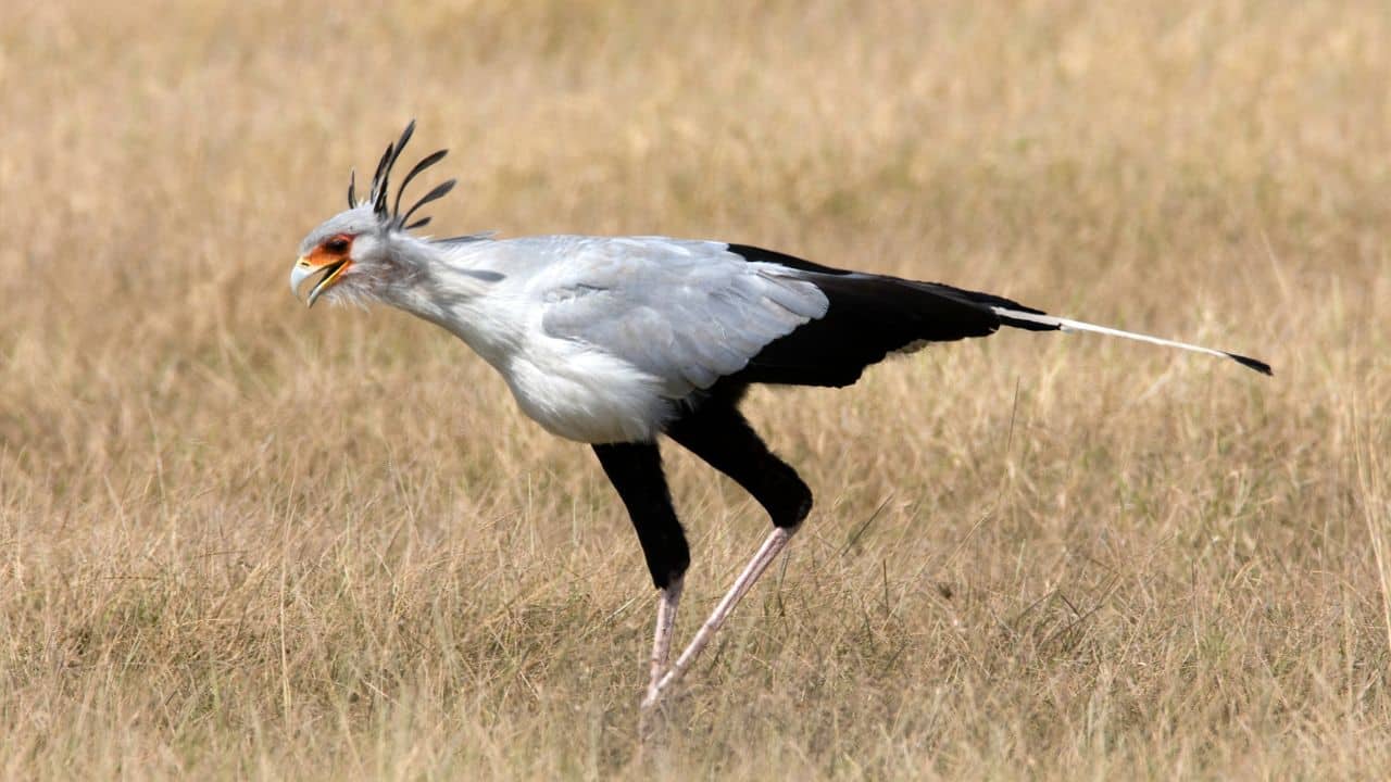 Secretary Bird: Standing tall and long-legged, the African bird kicks snakes to death with its powerful legs, making it one of nature's most chic serpent killers. (Image: Canva)