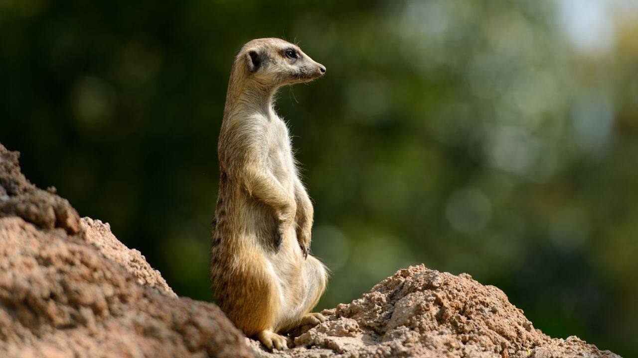 Mongoose: Venom resistance and quick reflexes make the mongoose a cobras' worst nightmare. With agility, they can effortlessly dodge their attacks. (Image: Canva)