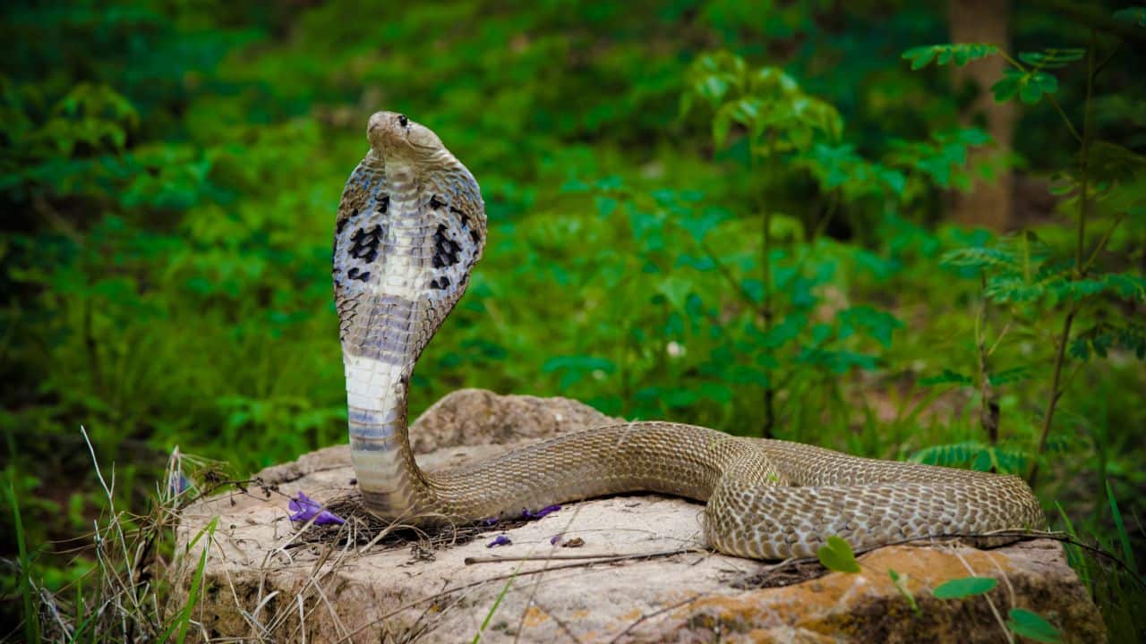 10 venomous king cobras spotted near Mount Everest spark concerns among scientists – Here's why