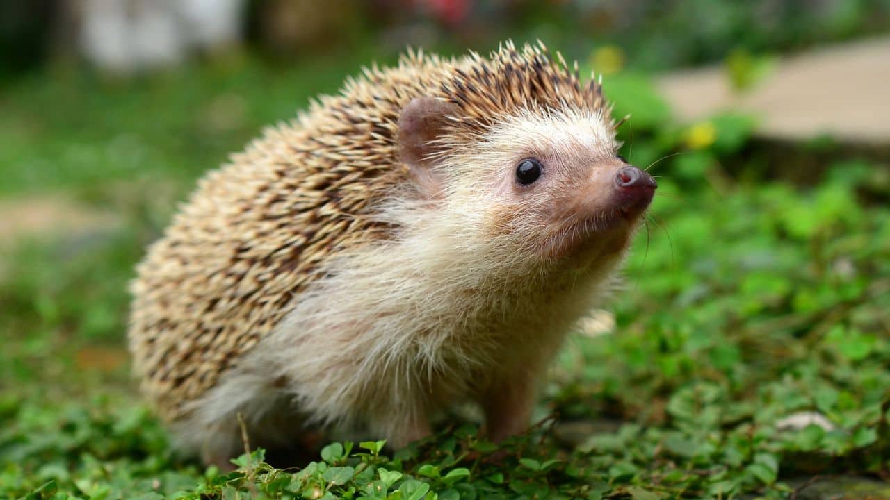 Hedgehog: The hedgehog, with its adorable face, is immune to venom and can kill small snakes with its sharp teeth and spikes. (Image: Canva)