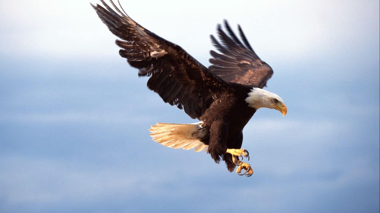 Eagle: Birds such as the golden eagle dive at high speeds to catch and kill snakes, and in some cases, even carry them off in mid-air. (Image: Canva)