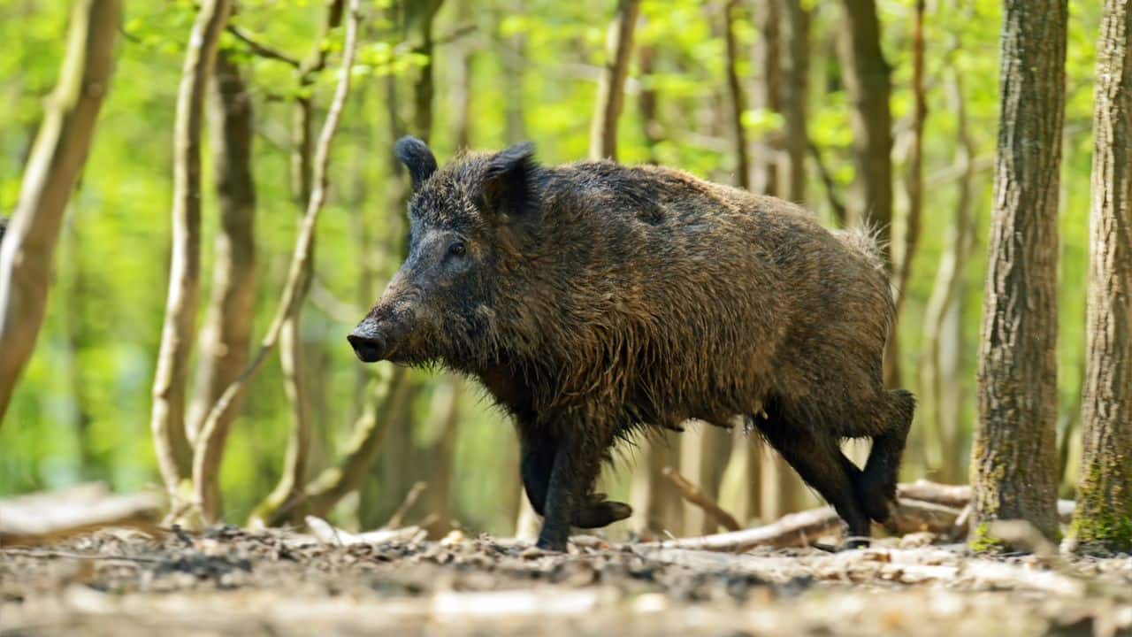  Wild Boar: Wild boars stomp and bite venomous snakes, employing brute force and aggression when attacked or defending offspring. (Image: Canva)
