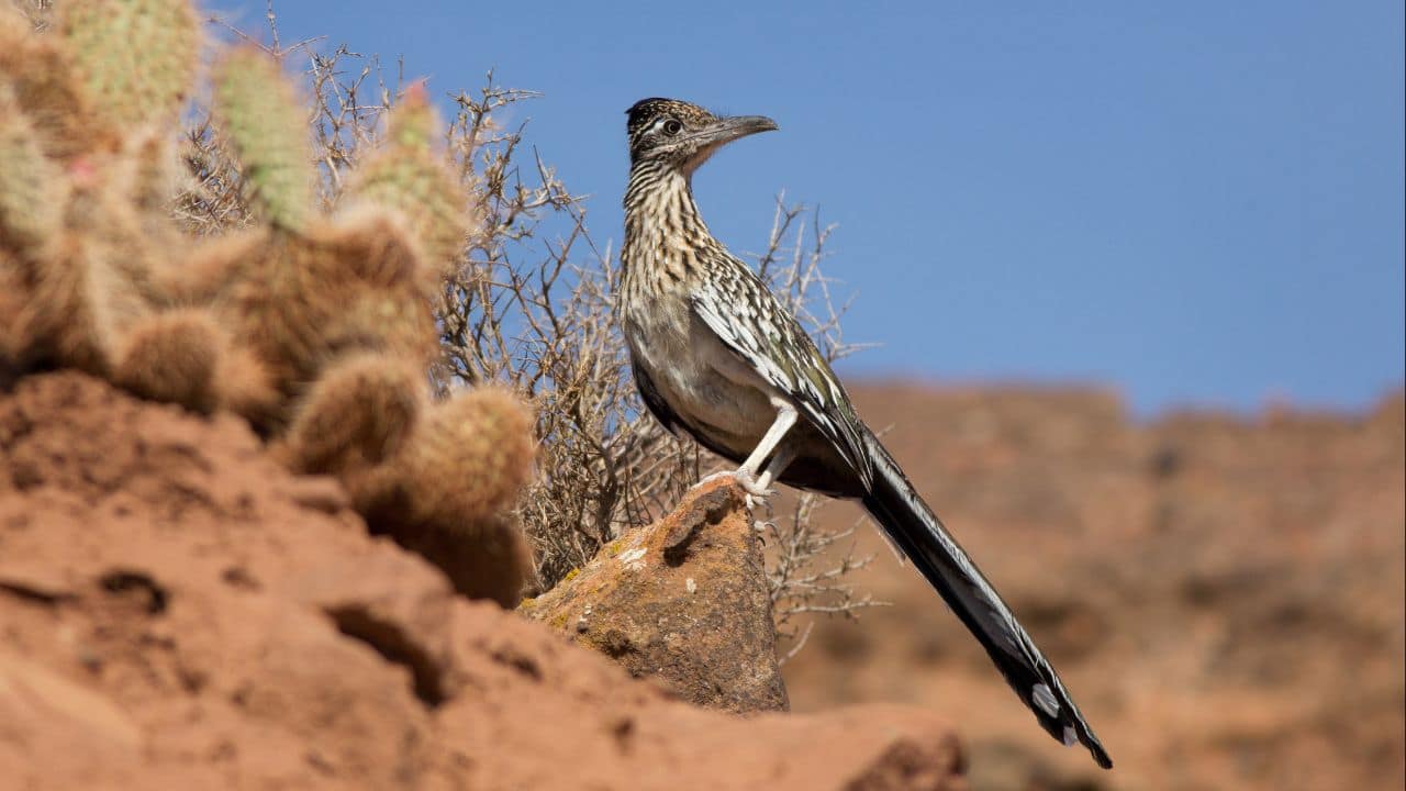 Roadrunner: This swift bird preys on rattlesnakes in the American southwest, employing speed and collaboration to peck them to death. (Image: Canva)