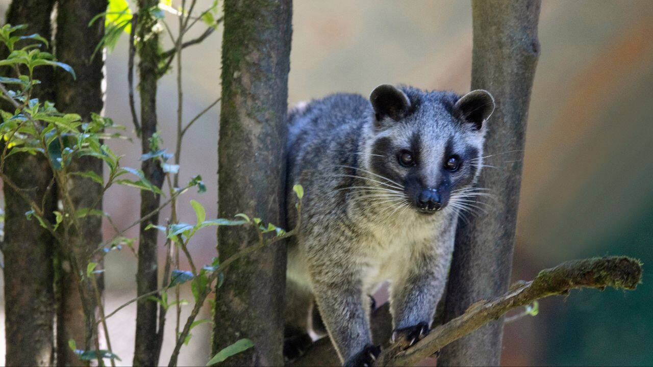 Civet: This nocturnal cat-like hunter feeds on snakes through the assistance of rapid reflexes and immunity to some forms of venom. (Image: Canva)