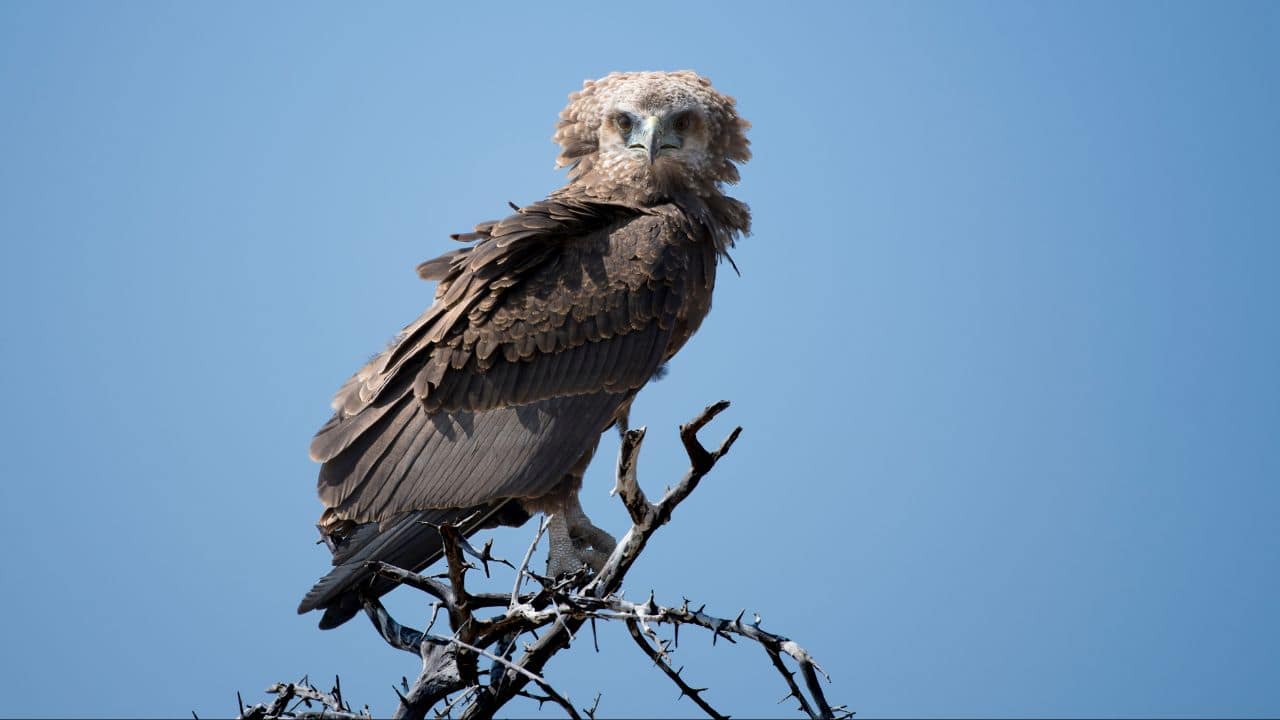  Snake Eagle: A snake hunting expert, the raptor preys on even big snakes, employing sharp beak and talons to immobilize them. (Image: Canva)