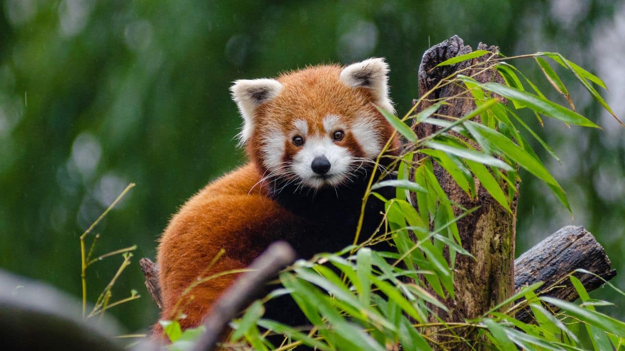 Red Panda Day 2025: 11 adorable facts about red pandas that will melt your heart Red Panda Day 2025: 11 adorable facts about red pandas that will melt your heart