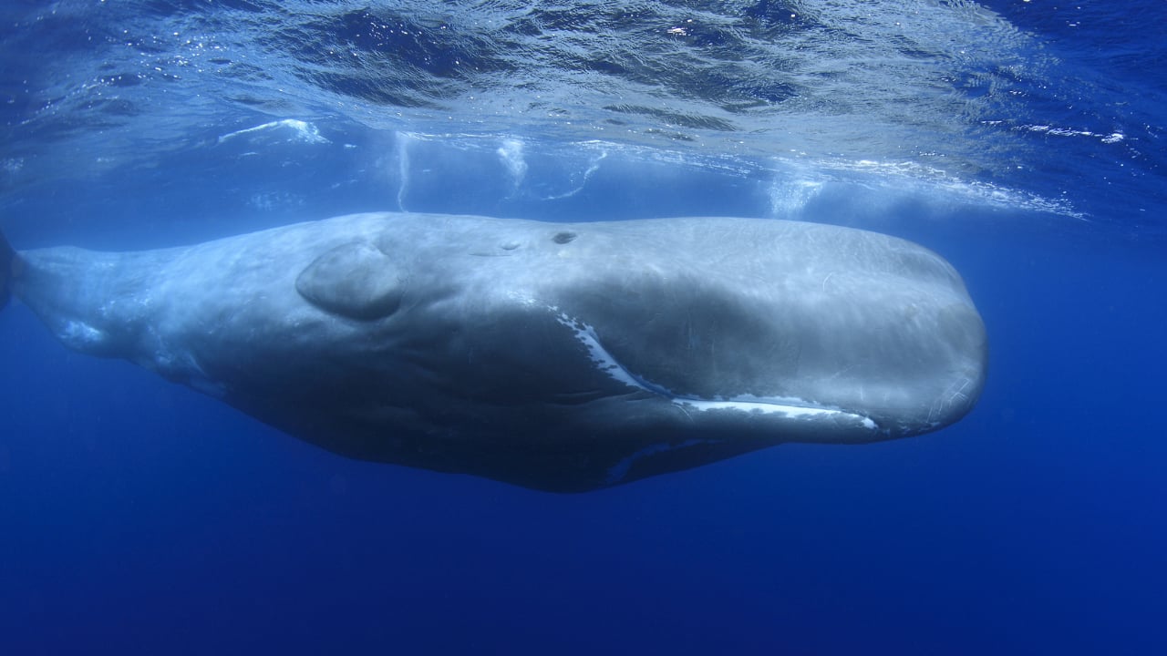 Sperm Whale: Sperm whales make clicking sounds up to 230 decibels, which is the highest voice any animal has, for echolocation and conversation in deep oceans. (Image: Canva) Sperm Whale: Sperm whales make clicking sounds up to 230 decibels, which is the highest voice any animal has, for echolocation and conversation in deep oceans. (Image: Canva)