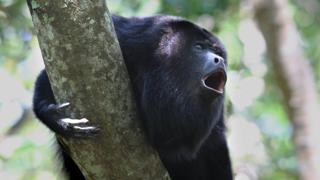 Howler Monkey: Howler monkeys can be heard as far as 3 miles away. Their 140-decibel roars ring through rainforests, allowing them to stake out territory and attract mates. (Image: Canva) Howler Monkey: Howler monkeys can be heard as far as 3 miles away. Their 140-decibel roars ring through rainforests, allowing them to stake out territory and attract mates. (Image: Canva)
