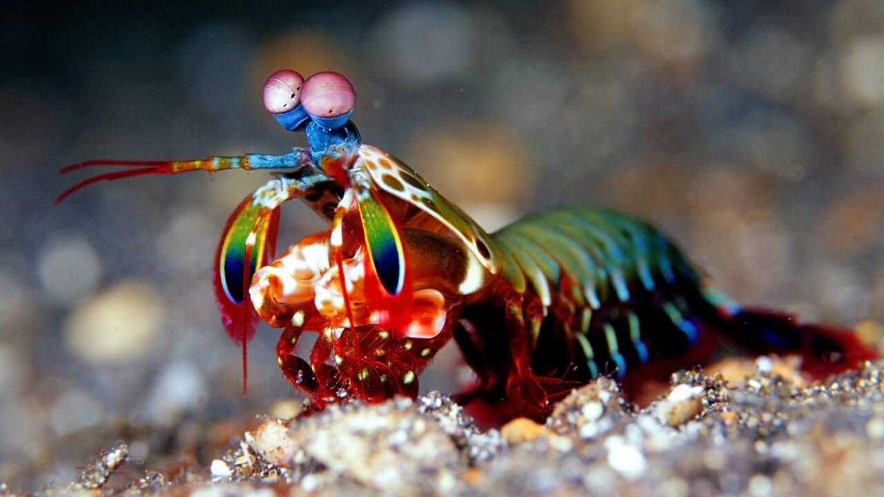 Mantis Shrimp: This vibrant crustacean is able to snap its claw so quickly that it produces a bubble that explodes with a sound of over 200 decibels underwater. (Image: Canva) Mantis Shrimp: This vibrant crustacean is able to snap its claw so quickly that it produces a bubble that explodes with a sound of over 200 decibels underwater. (Image: Canva)