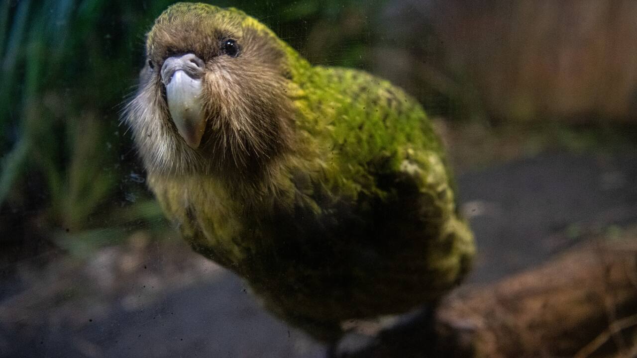 Kakapo: The New Zealand flightless parrot employs a booming, loud mating call at approximately 132 decibels that resonates through forests when they breed. (Image: Canva) Kakapo: The New Zealand flightless parrot employs a booming, loud mating call at approximately 132 decibels that resonates through forests when they breed. (Image: Canva)
