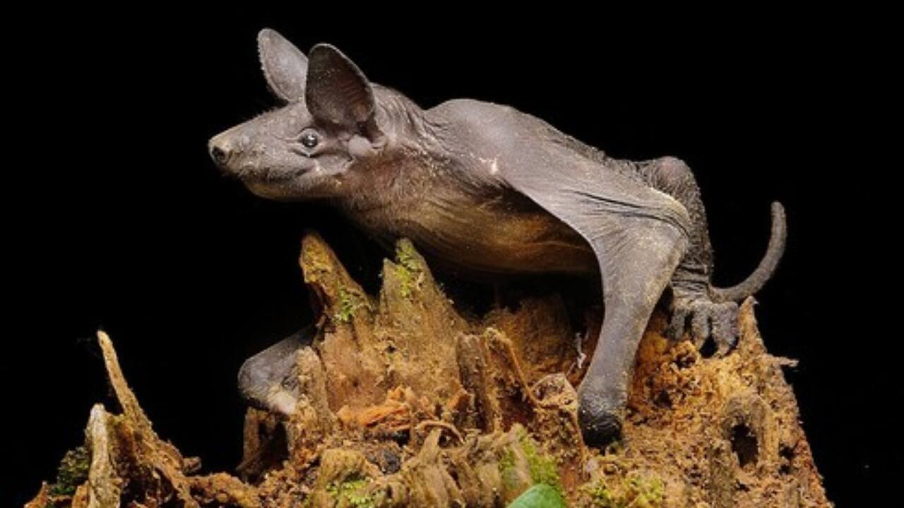 Bulldog Bat: With high-frequency echolocation calls at about 137 decibels, the bulldog bat is among the world's loudest echolocating mammals. (Image: Canva) Bulldog Bat: With high-frequency echolocation calls at about 137 decibels, the bulldog bat is among the world's loudest echolocating mammals. (Image: Canva)