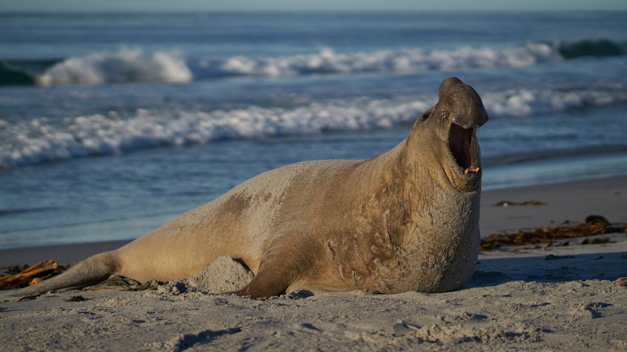 Northern Elephant Seal: Bellowing loud, guttural calls while in mating season, males use them to determine dominance. They call out as high as 126 decibels. (Image: Canva) Northern Elephant Seal: Bellowing loud, guttural calls while in mating season, males use them to determine dominance. They call out as high as 126 decibels. (Image: Canva)