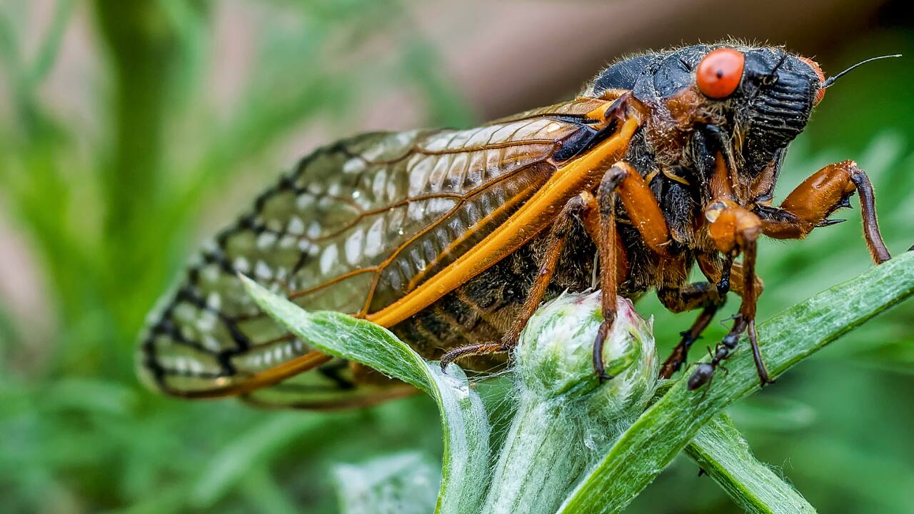 Cicada: The cicada chorus can reach 120 decibels. Their ear-shattering summer songs are utilized to find mates and saturate predators' ears. (Image: Canva) Cicada: The cicada chorus can reach 120 decibels. Their ear-shattering summer songs are utilized to find mates and saturate predators' ears. (Image: Canva)