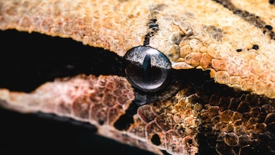 Mysterious black-eyed creature discovered in a mine in Papua New Guinea