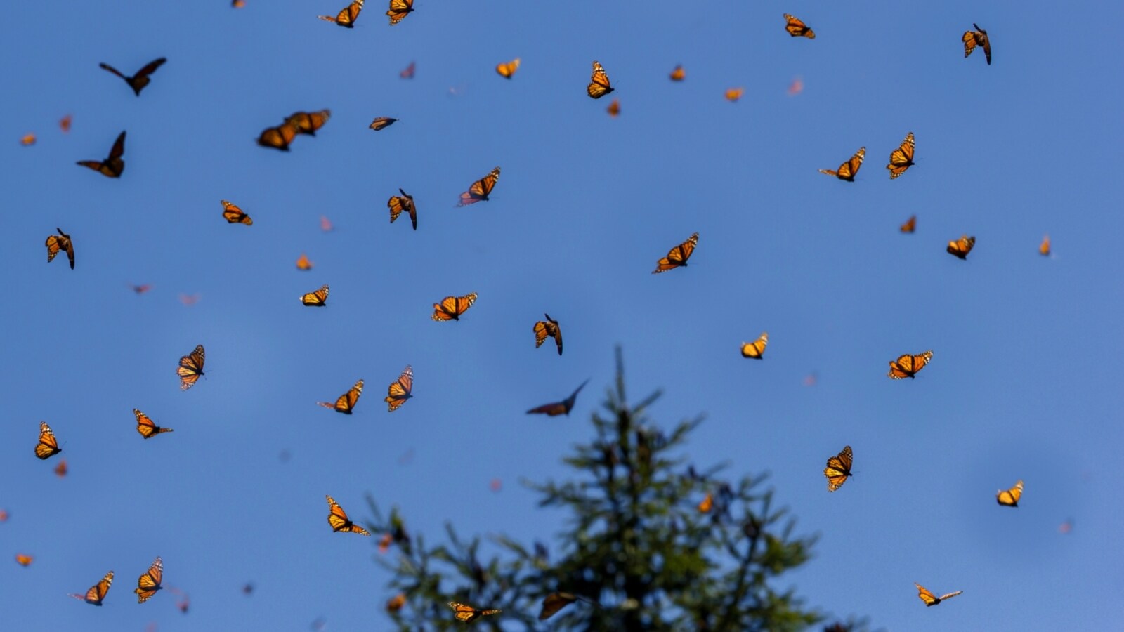 First butterfly sanctuary India
