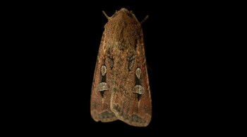Bogong Moths Use Stars to Navigate Across Australia, Study Finds (Image: Wikipedia)