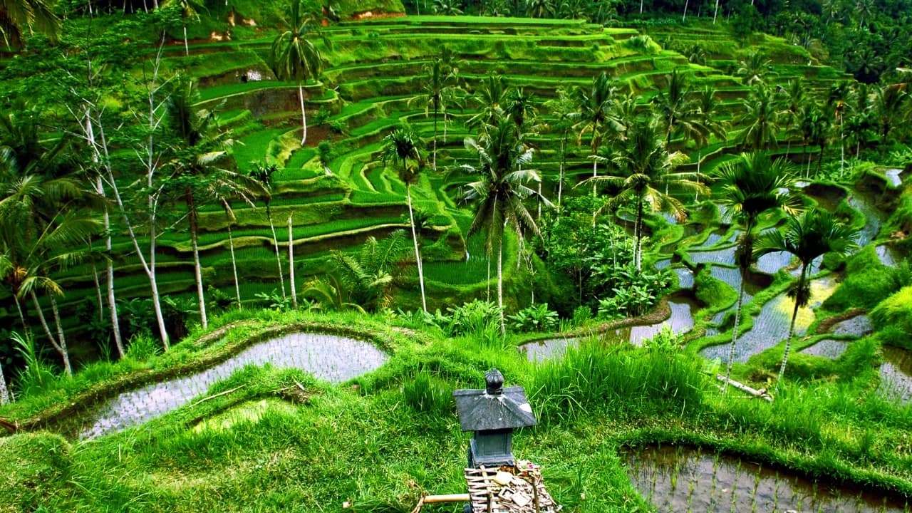 Bali (Image: Canva)