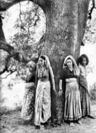 UP to axe 1,400 fully grown trees in Pilibhit; activists warn of Chipko-style protest