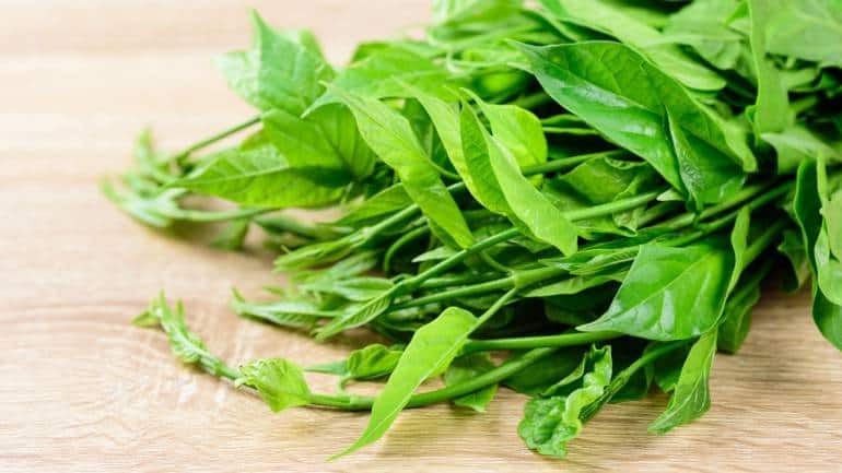 Control blood sugar with Gurmar leaves: Gymnema helps reduce sugar absorption and dull sweet taste receptors (Image: Canva)